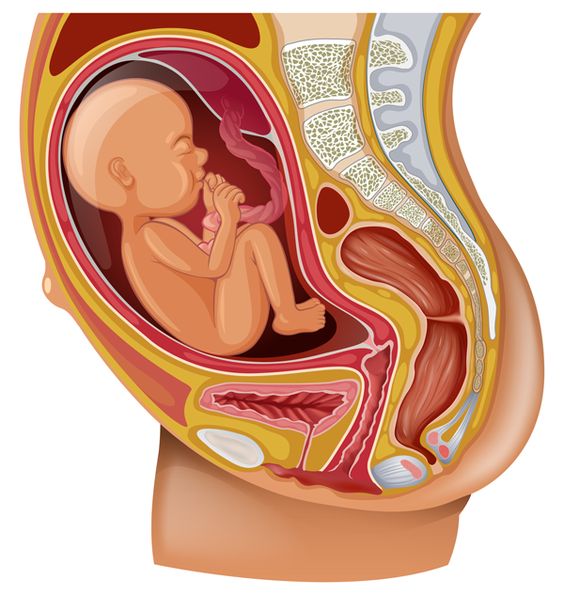 هل وضعية الجنين المقعدي تصعب الولادة الطبيعية وكيف اعدلها